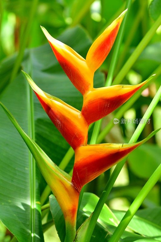 Heliconia /龙虾爪/巨嘴鸟峰